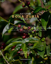 Load image into Gallery viewer, DESERT BLOOM - ETHIOPIA COFFEE BUNDLE