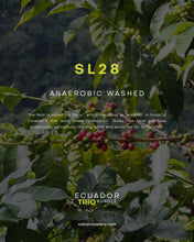 Load image into Gallery viewer, ECUADOR TRIO BUNDLE