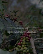 تحميل الصورة في عارض المعرض ،COLOMBIA - FINCA LOS NOGALES - TABI WASHED