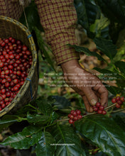 Load image into Gallery viewer, ECUADOR - FINCA LA NORIA - TYPICA MEJORADO ANAEROBIC WASHED