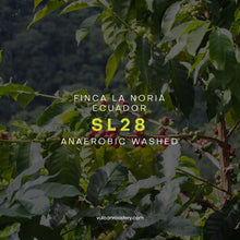 Load image into Gallery viewer, ECUADOR - FINCA LA NORIA - SL 28