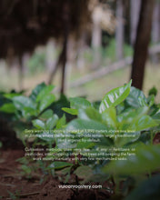 Load image into Gallery viewer, ETHIOPIA - GERA JIMMA - GESHA NATURAL