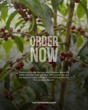 Load image into Gallery viewer, ETHIOPIA - GERA JIMMA - GESHA NATURAL