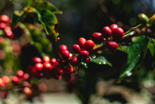 Load image into Gallery viewer, SANTUARIO SUL - GESHA - BRAZIL