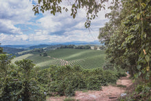 Load image into Gallery viewer, SANTUARIO SUL - GESHA - BRAZIL