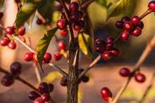 Load image into Gallery viewer, STARMAYA - SANTUARIO SUL BRAZIL