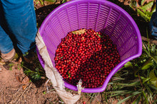 Load image into Gallery viewer, SANTUARIO SUL - GESHA - BRAZIL