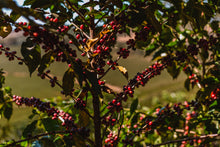 Load image into Gallery viewer, STARMAYA - SANTUARIO SUL BRAZIL