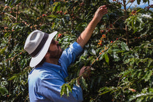 Load image into Gallery viewer, SANTUARIO SUL - GESHA - BRAZIL