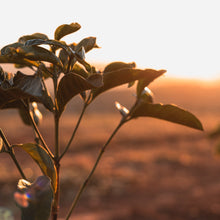 Load image into Gallery viewer, MR. WONKA