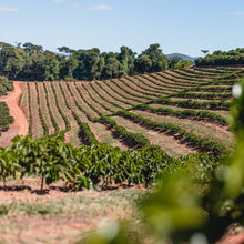 Load image into Gallery viewer, MR. WONKA