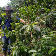 Load image into Gallery viewer, FINCA COLOMBIA GESHA - EL SALVADOR