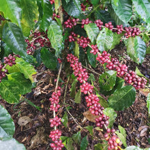 Load image into Gallery viewer, FINCA COLOMBIA GESHA - EL SALVADOR