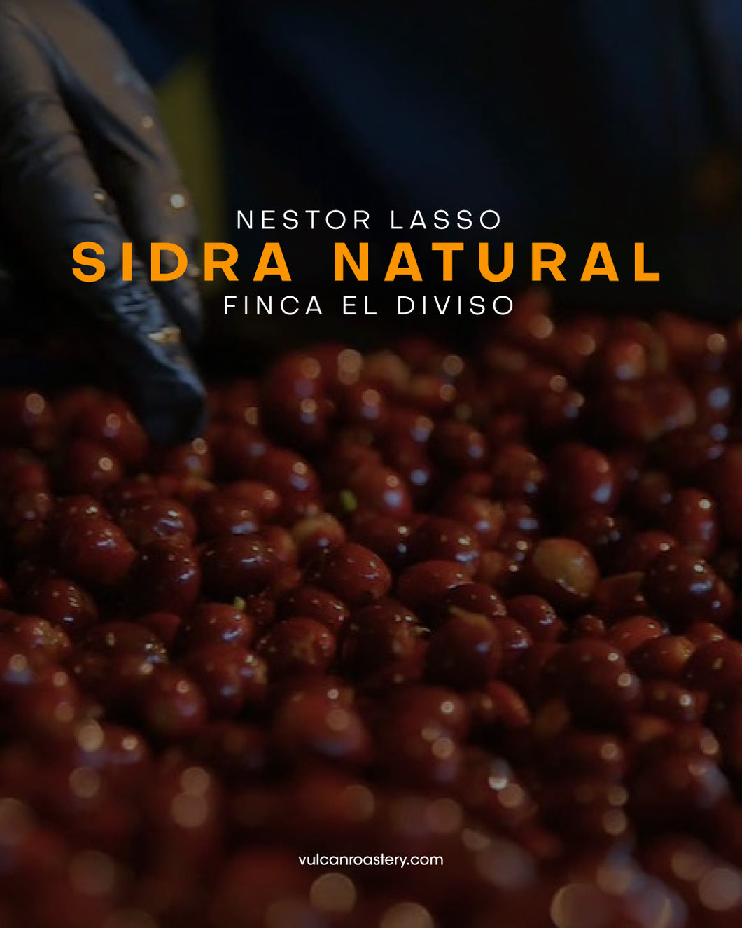 COLOMBIA - FINCA EL DIVISO - SIDRA NATURAL