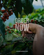 تحميل الصورة في عارض المعرض ،DECAF - FINCA LOS NOGALES - COLOMBIA
