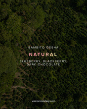 تحميل الصورة في عارض المعرض ،PANAMA TREASURY SET - BAMBITO ESTATE
