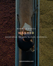 تحميل الصورة في عارض المعرض ،PANAMA TREASURY SET - BAMBITO ESTATE
