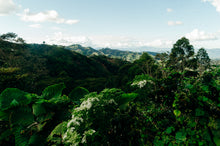 تحميل الصورة في عارض المعرض ،كولومبيا - أومبليجون - FINCA EL DIVISO 
