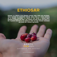 Load image into Gallery viewer, ETHIOSAR - SANTUARIO SUL BRAZIL
