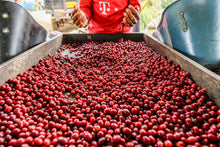 Load image into Gallery viewer, TRES DRAGONES - CAFE GRANJA LA ESPERANZA - COLOMBIA
